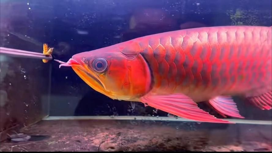 如何辨別大湖紅龍魚的真假？（大湖紅龍魚（scleropagesformosus）真假辨別指南）