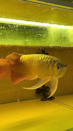 如何辨別大湖紅龍魚的真假？（大湖紅龍魚（scleropagesformosus）真假辨別指南）