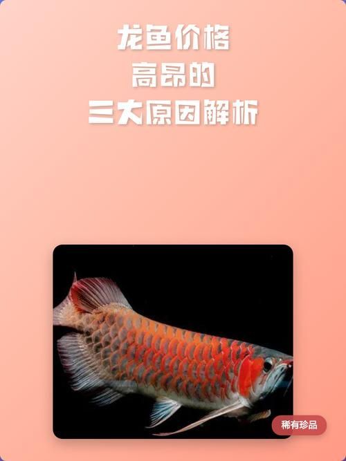 高州龍魚的價(jià)格是多少？（高州龍魚價(jià)格與價(jià)格對(duì)照表如何辨別高州龍魚的品質(zhì)）