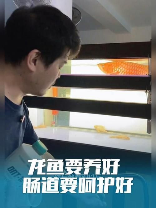 龍魚益生菌的最佳使用頻率是多少？（龍魚益生菌的使用頻率）