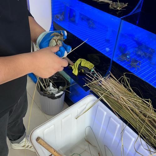 龍魚益生菌的最佳使用頻率是多少？（龍魚益生菌的使用頻率）