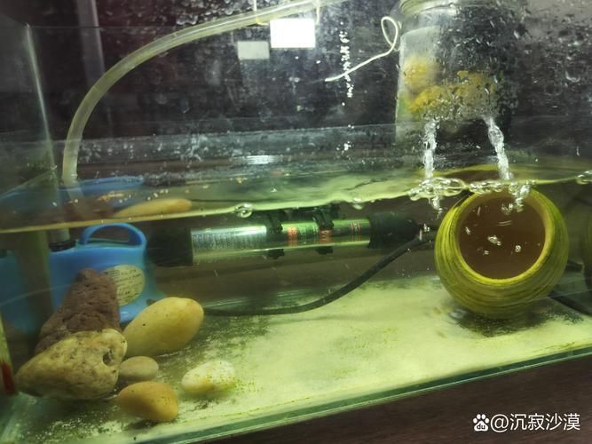 龍魚益生菌的最佳使用頻率是多少？（龍魚益生菌的使用頻率）