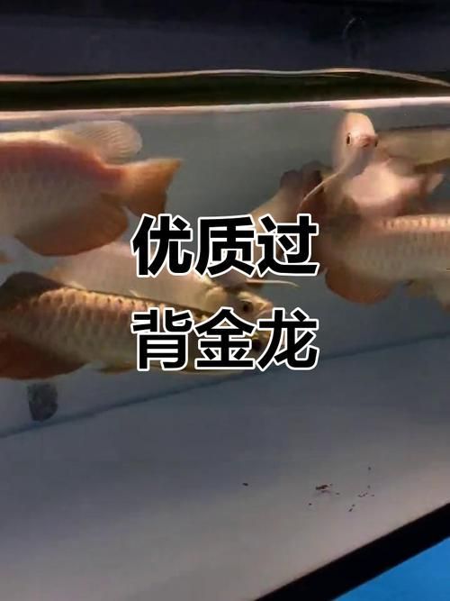 有哪些品種的龍魚苗價格最高？（辣椒紅龍,血紅龍,） 有哪些品種的龍魚苗價格最高？（辣椒紅龍,血紅龍,） 龍魚百科 第9張