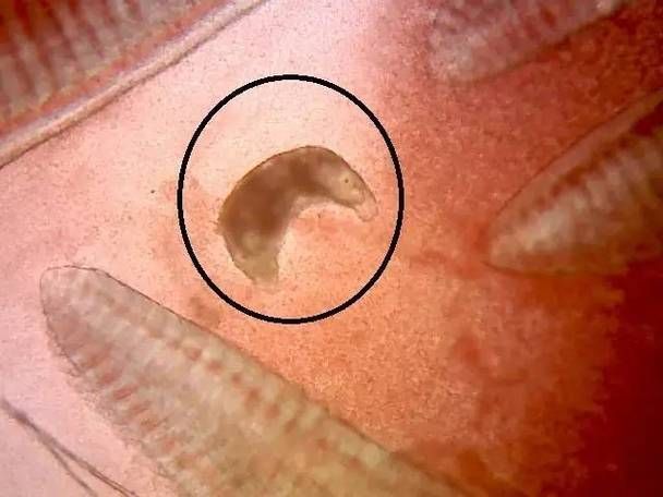 如何判斷龍魚是否感染了鰓寄生蟲？（——專業(yè)診斷龍魚是否感染了鰓寄生蟲）