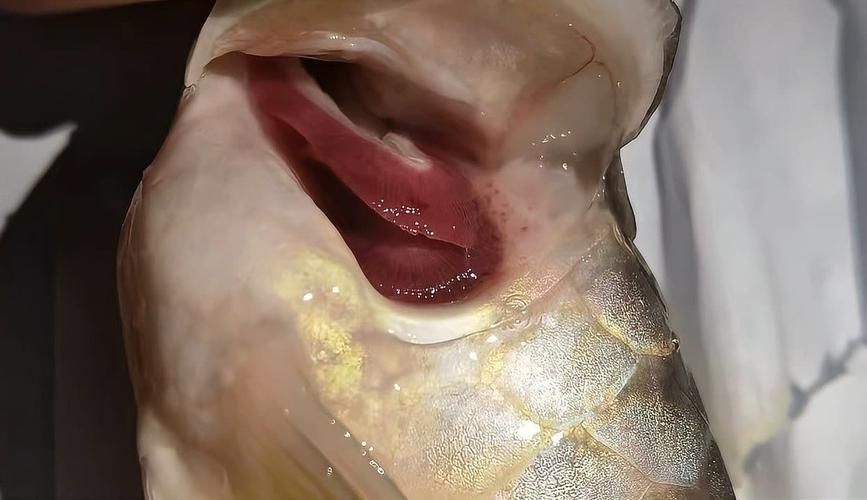 如何判斷龍魚是否感染了鰓寄生蟲？（——專業(yè)診斷龍魚是否感染了鰓寄生蟲）