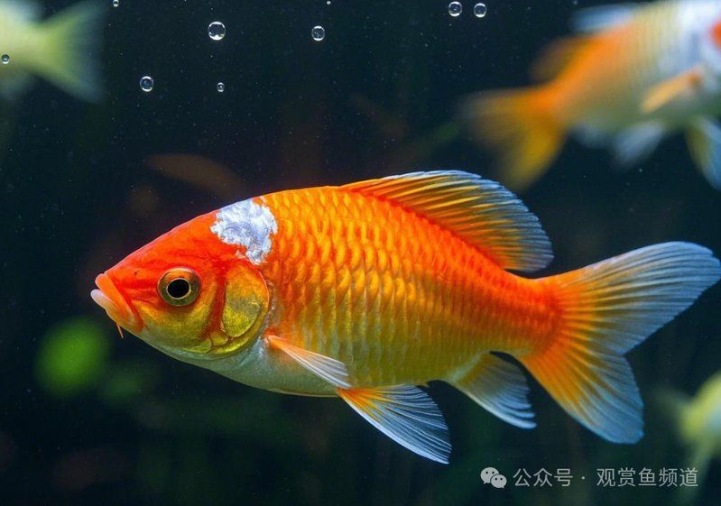 如何區分龍魚鰓炎和小瓜蟲水霉感染？（龍魚鰓炎、小瓜蟲感染與水霉感染與水霉感染的診斷詳解）