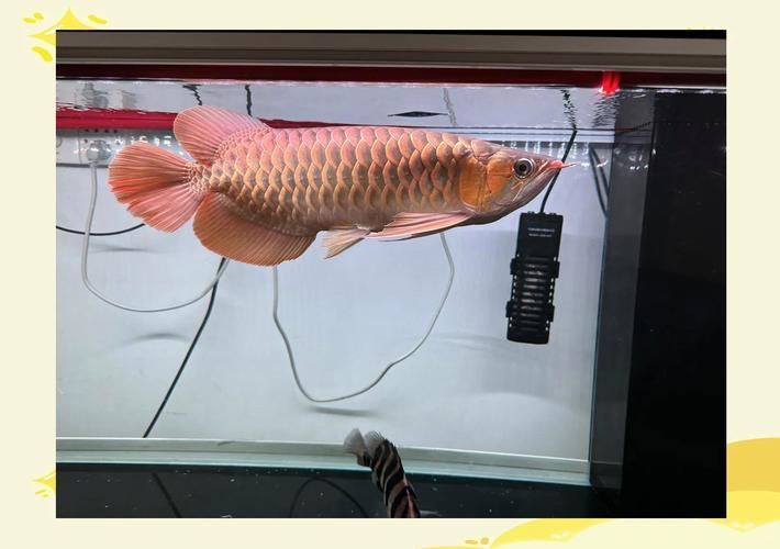 如何判斷龍魚是否失鰾？（如何判斷龍魚失鰾）