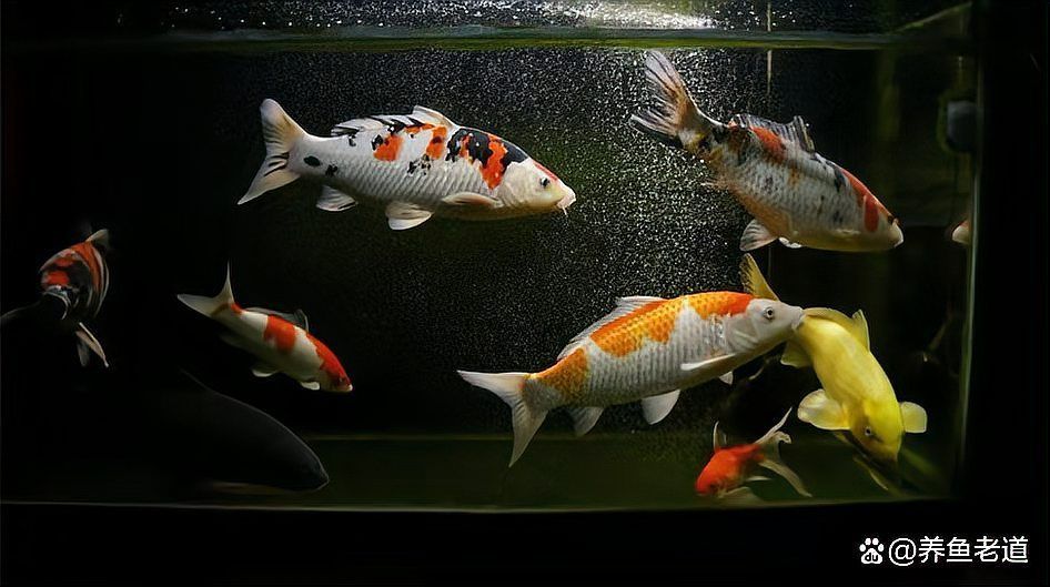 有哪些藥物可以促進龍魚胡須恢復？（arxiv論文助手（arxiv論文助手（arxiv論文助手））