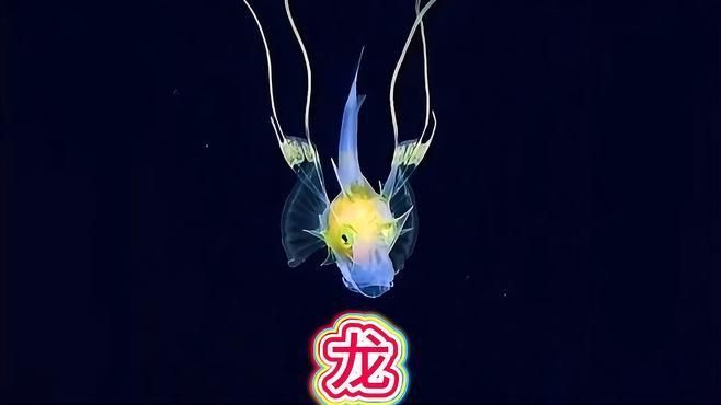 哪種魚最像龍魚？（六角龍魚、裝甲魴幼魚、裝甲魴幼魚和虎紋恐龍王魚）