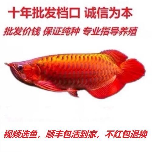 紅龍龍魚的飼養難度（紅龍魚的飼養難度）