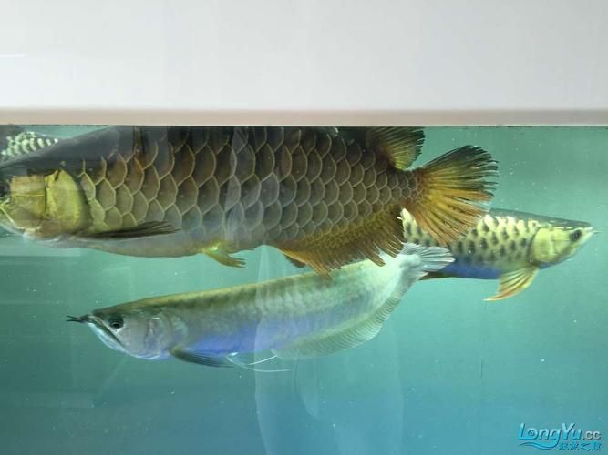 如何判斷龍魚(yú)尾巴是否腐爛？（如何判斷龍魚(yú)尾部腐爛）