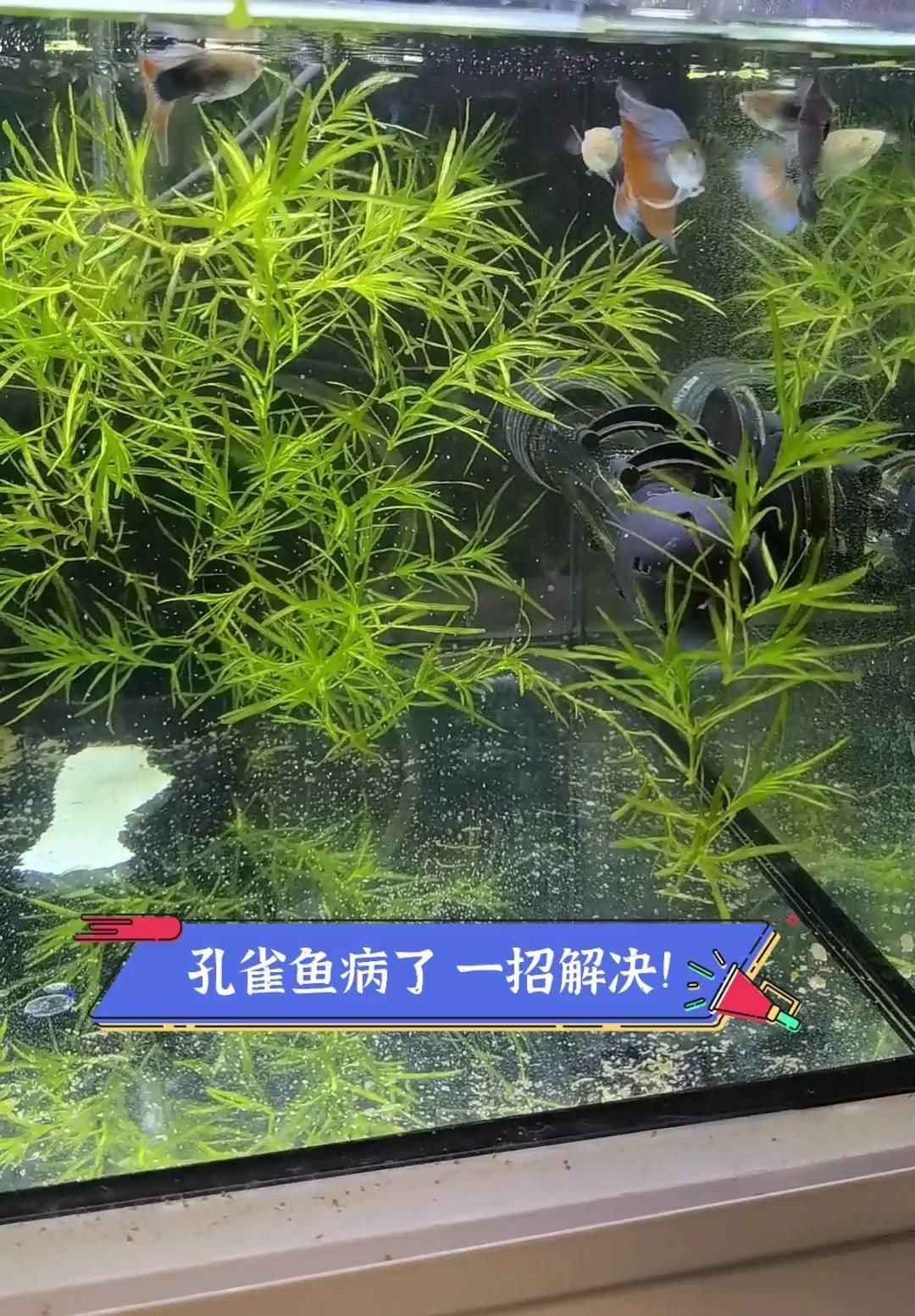 如何判斷龍魚(yú)尾巴是否腐爛？（如何判斷龍魚(yú)尾部腐爛）