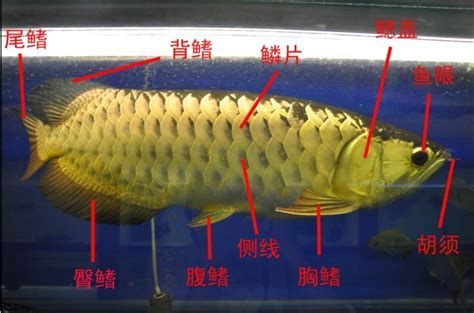 詳解（1000字和配圖）如何判斷龍魚鰓外翻是否好轉(zhuǎn)？（判斷龍魚鰓外翻是否好轉(zhuǎn)需要從多個(gè)方面進(jìn)行觀察和評估）
