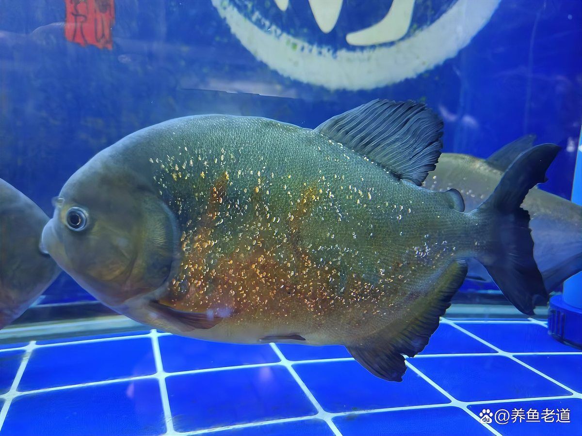 龍魚生病時(shí)應(yīng)該如何判斷水質(zhì)？（北京地區(qū)龍魚生病時(shí)水質(zhì)對龍魚生病時(shí)水質(zhì)判斷的核心科學(xué)依據(jù)）