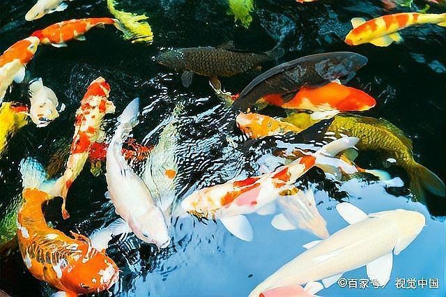 龍魚生病時(shí)應(yīng)該如何判斷水質(zhì)？（北京地區(qū)龍魚生病時(shí)水質(zhì)對龍魚生病時(shí)水質(zhì)判斷的核心科學(xué)依據(jù)）