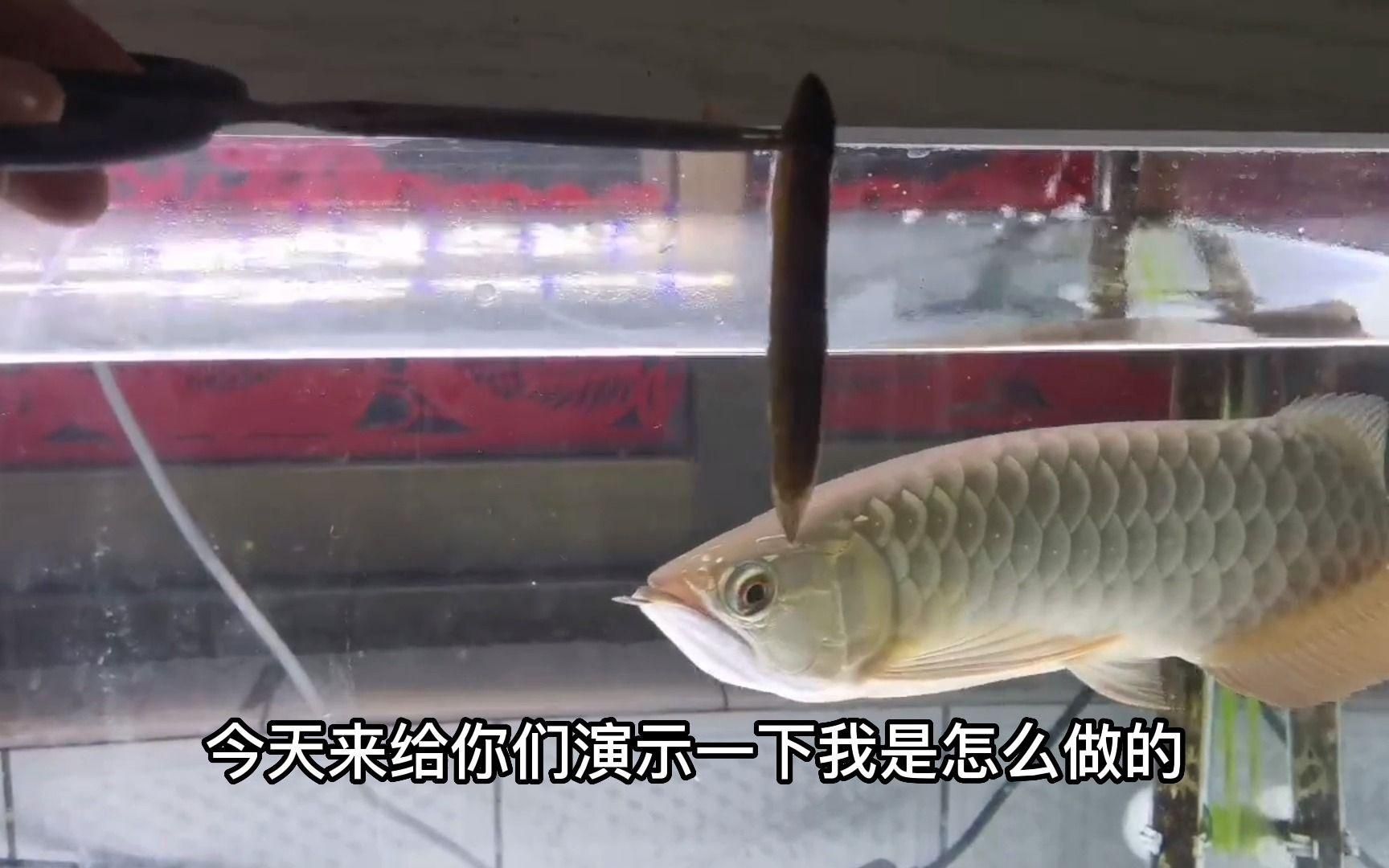 如何安全地處理活泥鰍以供龍魚食用？（泥鰍的處理方法）