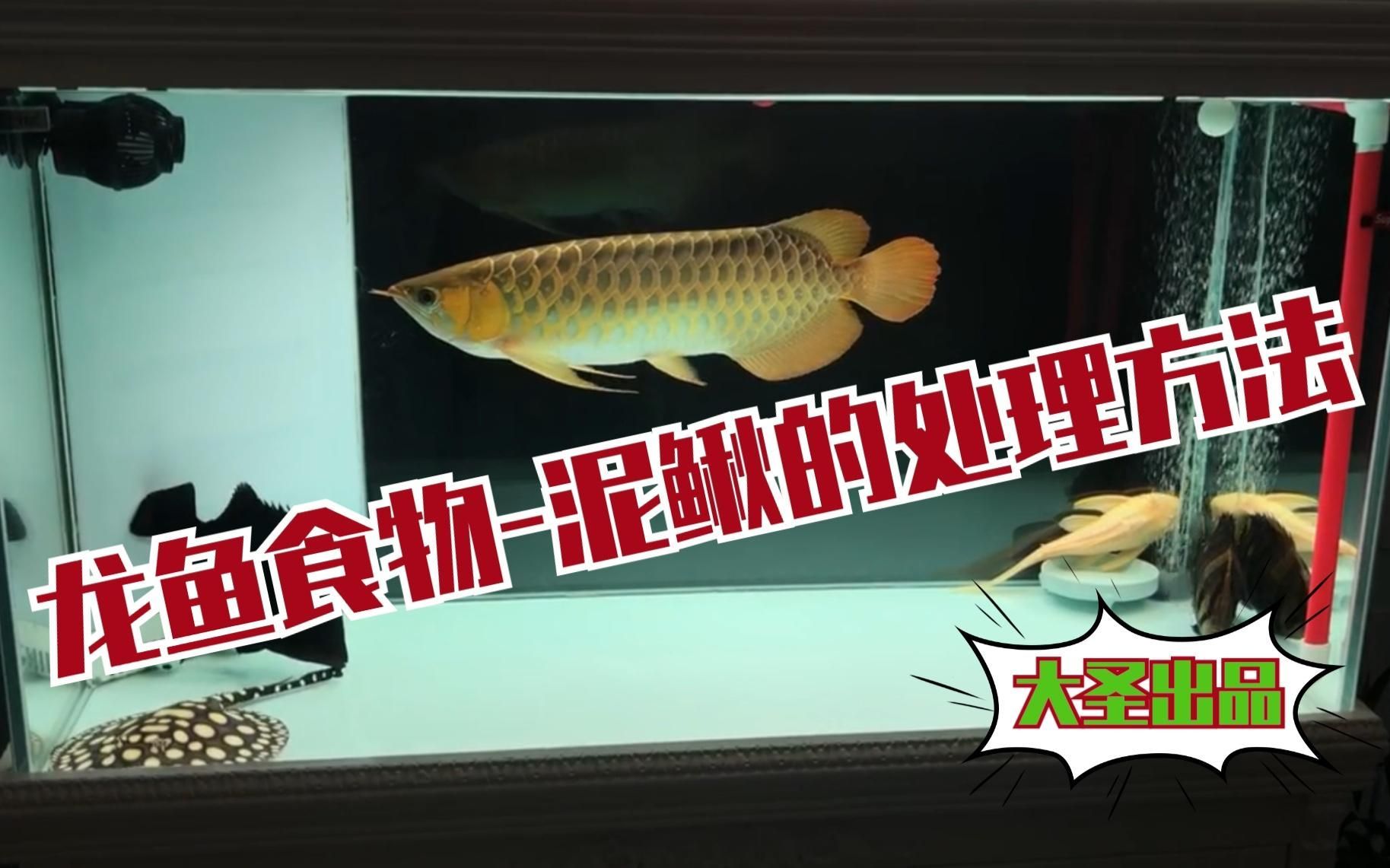 如何安全地處理活泥鰍以供龍魚食用？（泥鰍的處理方法）