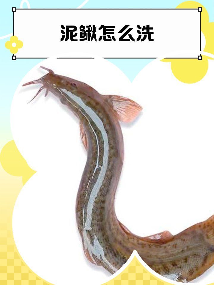如何安全地處理活泥鰍以供龍魚食用？（泥鰍的處理方法）