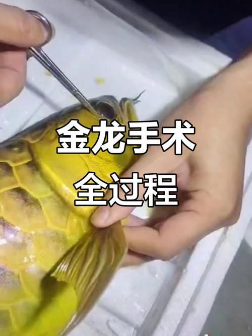 如何判斷金龍魚是否需要手術矯正？（調用工具百度健康-找醫生（每日15分鐘+找醫生）） 如何判斷金龍魚是否需要手術矯正？（調用工具百度健康-找醫生（每日15分鐘+找醫生）） 龍魚百科 第7張