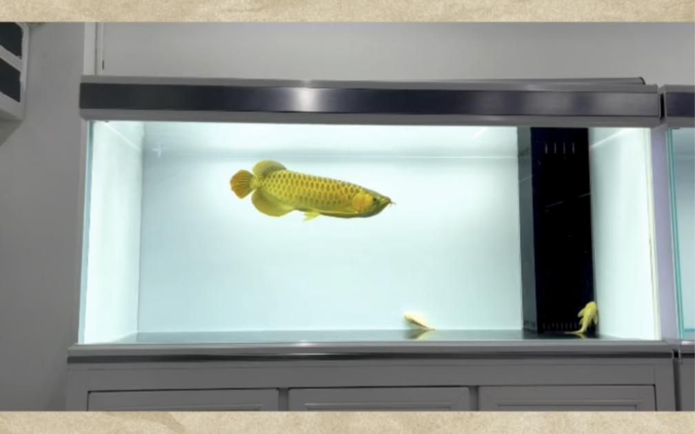 養龍魚的水溫控制方法有哪些？（龍魚水溫控制方法）