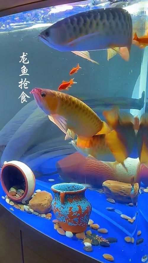 有沒有龍魚搶食的激烈畫面？（“水中獵殺秀”龍魚搶食行為觀察指南）