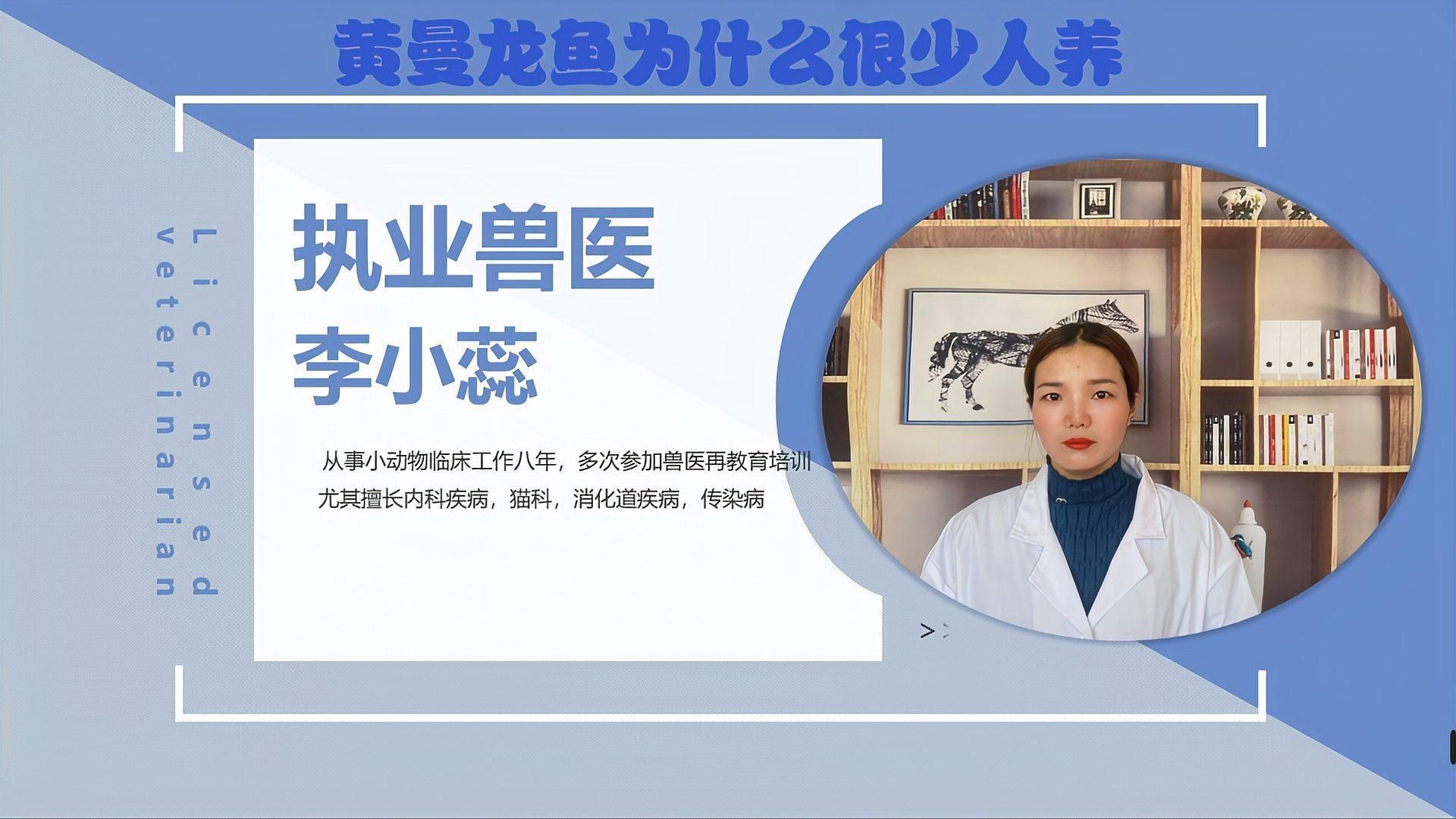黃曼龍魚可以養大嗎？（寵界段子手黃曼龍魚飼養指南）