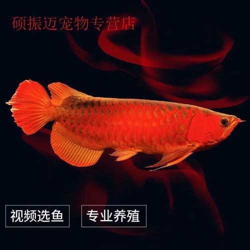 紅龍魚苗哪個(gè)品種最便宜？（紅龍魚苗選購技巧）