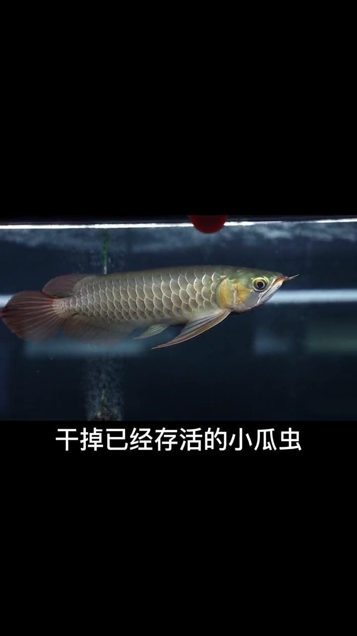 哪種方法治療龍魚鱗白最有效？（別擔心，龍魚出現(xiàn)“鱗白”確實讓人心慌，但多數(shù)情況可治）