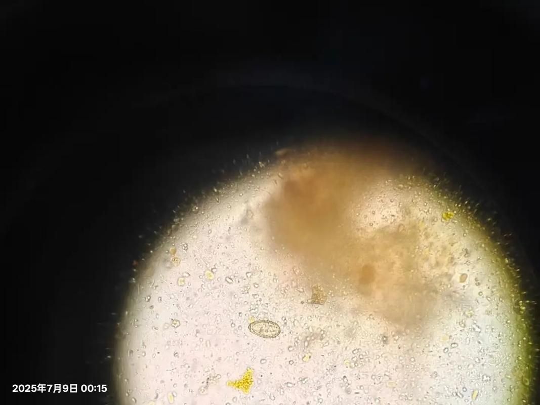 生肉喂食對龍魚有哪些潛在風險？（生肉喂食對生肉喂食對龍魚的多重潛在風險信息整理完成）