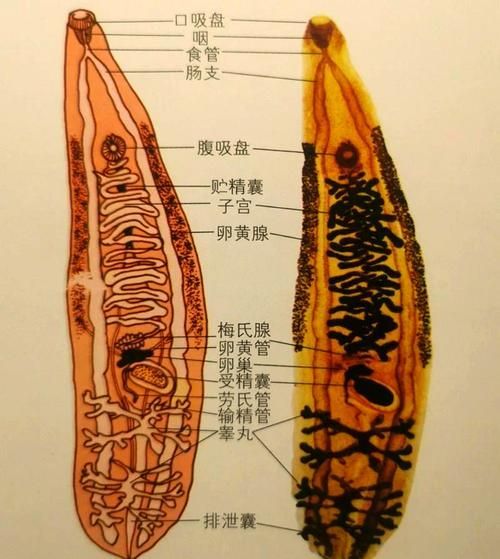 生肉喂食對龍魚有哪些潛在風險？（生肉喂食對生肉喂食對龍魚的多重潛在風險信息整理完成）