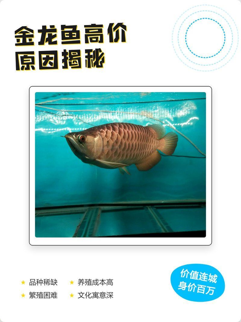 觀賞魚金龍魚哪個品種最值錢？（金頭過背金龍魚價格揭秘）