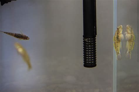 有哪些食物可以喂龍魚小魚？（龍魚幼魚喂養指南）