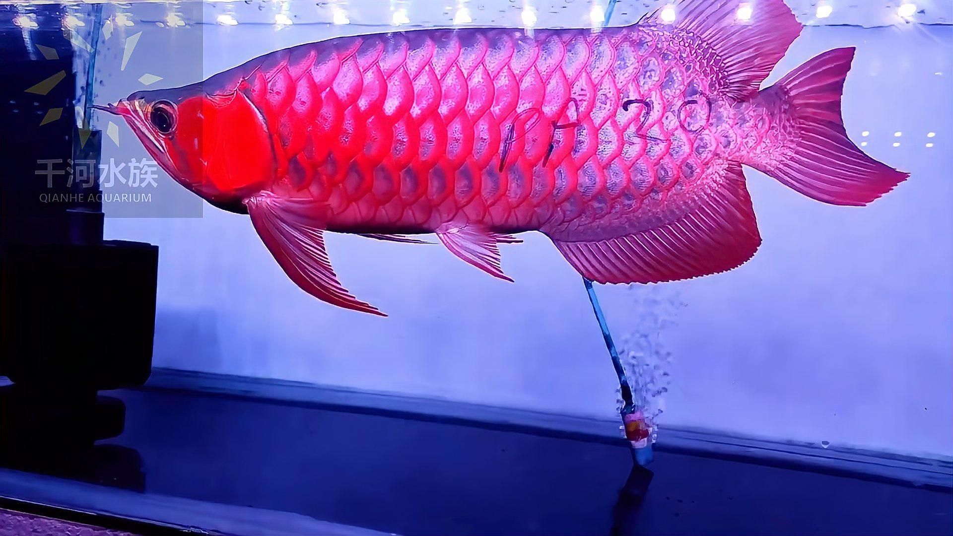 有沒有更多紅龍魚的高清視頻？（如何找到一些紅龍魚的高清視頻？）
