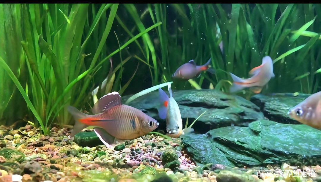 祥龍魚(yú)場(chǎng)的發(fā)色技術(shù)如何？（祥龍魚(yú)場(chǎng)發(fā)色技術(shù)）