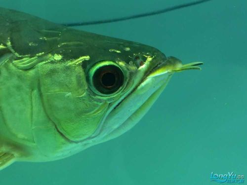 龍魚(yú)嘴唇長(zhǎng)疙瘩需要立即治療嗎？（關(guān)于龍魚(yú)嘴唇長(zhǎng)疙瘩問(wèn)題）