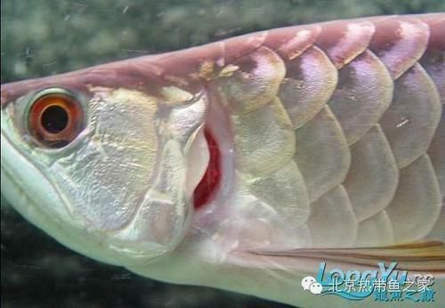 如何判斷龍魚嘴上的肉球是否感染？（關于龍魚爛嘴病）