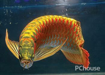有哪些龍魚品種的須翹特征明顯？（魚品種的須翹特征是其獨(dú)特外觀的一部分，這些龍魚品種的須翹特征）