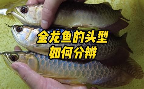有哪些龍魚品種的須翹特征明顯？（魚品種的須翹特征是其獨(dú)特外觀的一部分，這些龍魚品種的須翹特征）