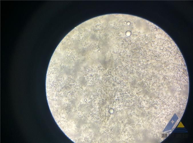 如何判斷龍魚鰓邊疙瘩的具體病因？（arxiv論文助手工具arxiv論文arxiv論文助手工）