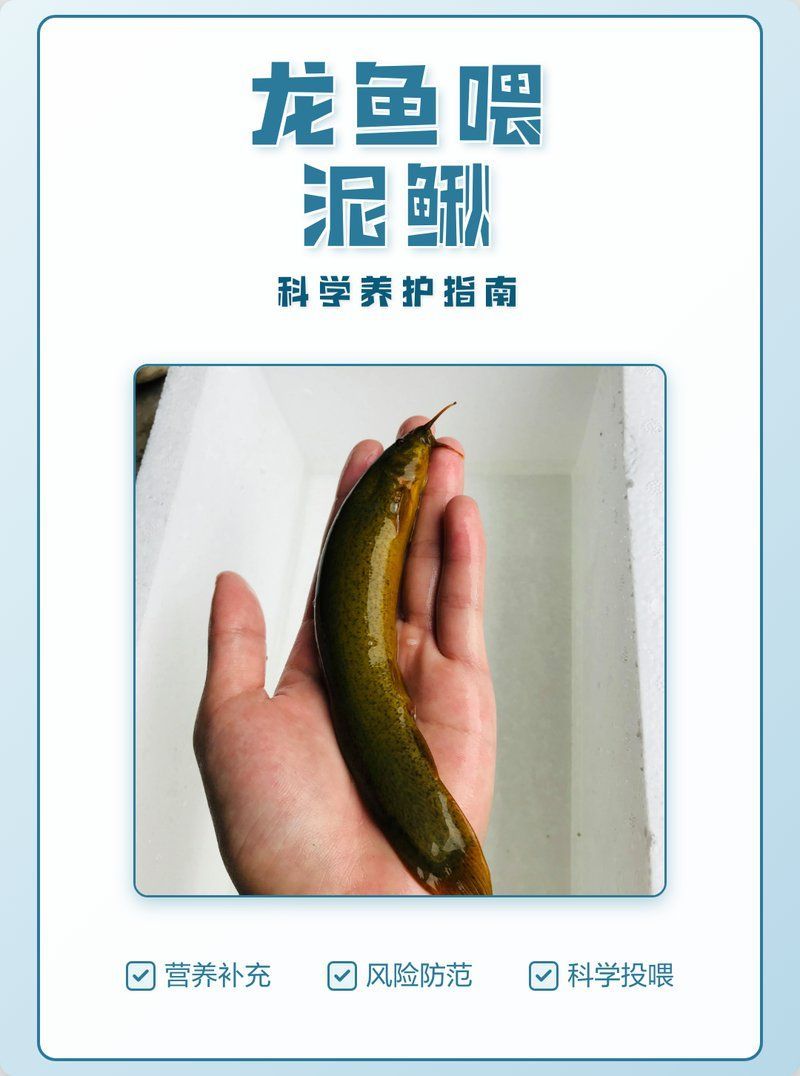 如何判斷龍魚是否適合吃活泥鰍？（喂食活泥鰍對龍魚來說是一把雙刃劍—）