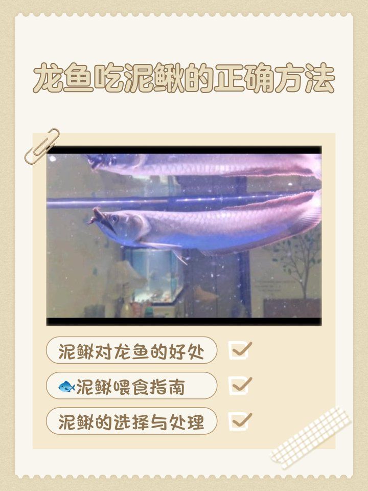 如何判斷龍魚是否適合吃活泥鰍？（喂食活泥鰍對龍魚來說是一把雙刃劍—）