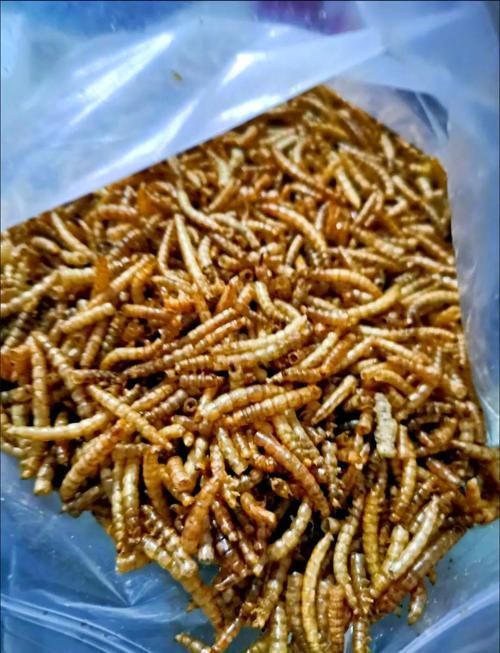 龍魚喂食面包蟲干有哪些注意事項？（龍魚喂食面包蟲干注意事項）