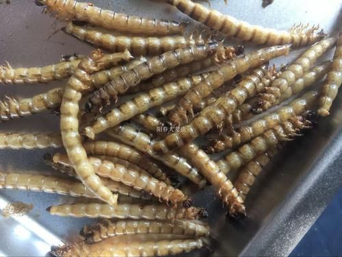 龍魚喂食面包蟲干有哪些注意事項？（龍魚喂食面包蟲干注意事項）