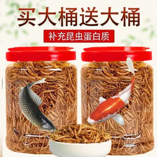龍魚喂食面包蟲干有哪些注意事項？（龍魚喂食面包蟲干注意事項）