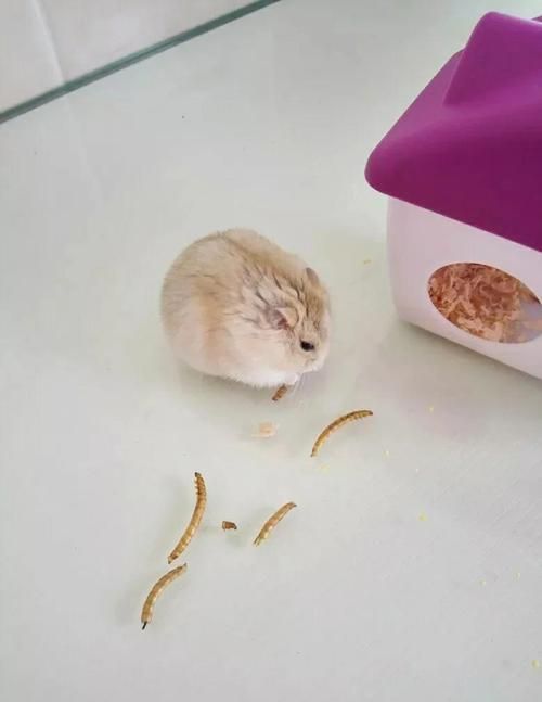 龍魚喂食面包蟲干有哪些注意事項？（龍魚喂食面包蟲干注意事項）