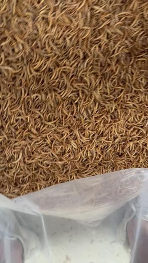 龍魚喂食面包蟲干有哪些注意事項？（龍魚喂食面包蟲干注意事項）