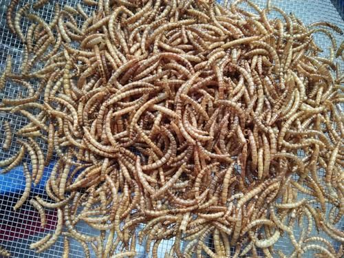 龍魚喂食面包蟲干有哪些注意事項？（龍魚喂食面包蟲干注意事項）