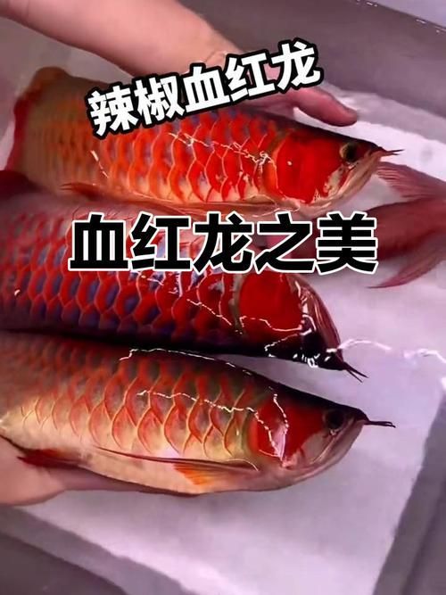 從化龍魚有哪些品種