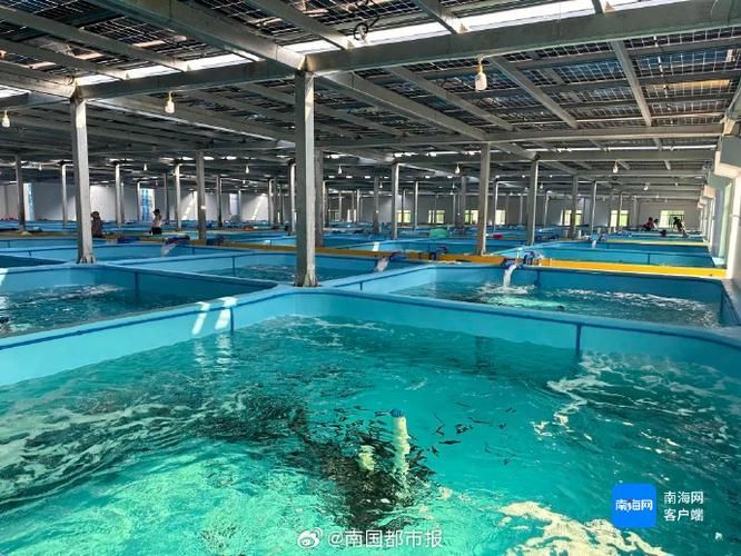貴定龍魚的市場需求如何（貴定龍魚市場需求）