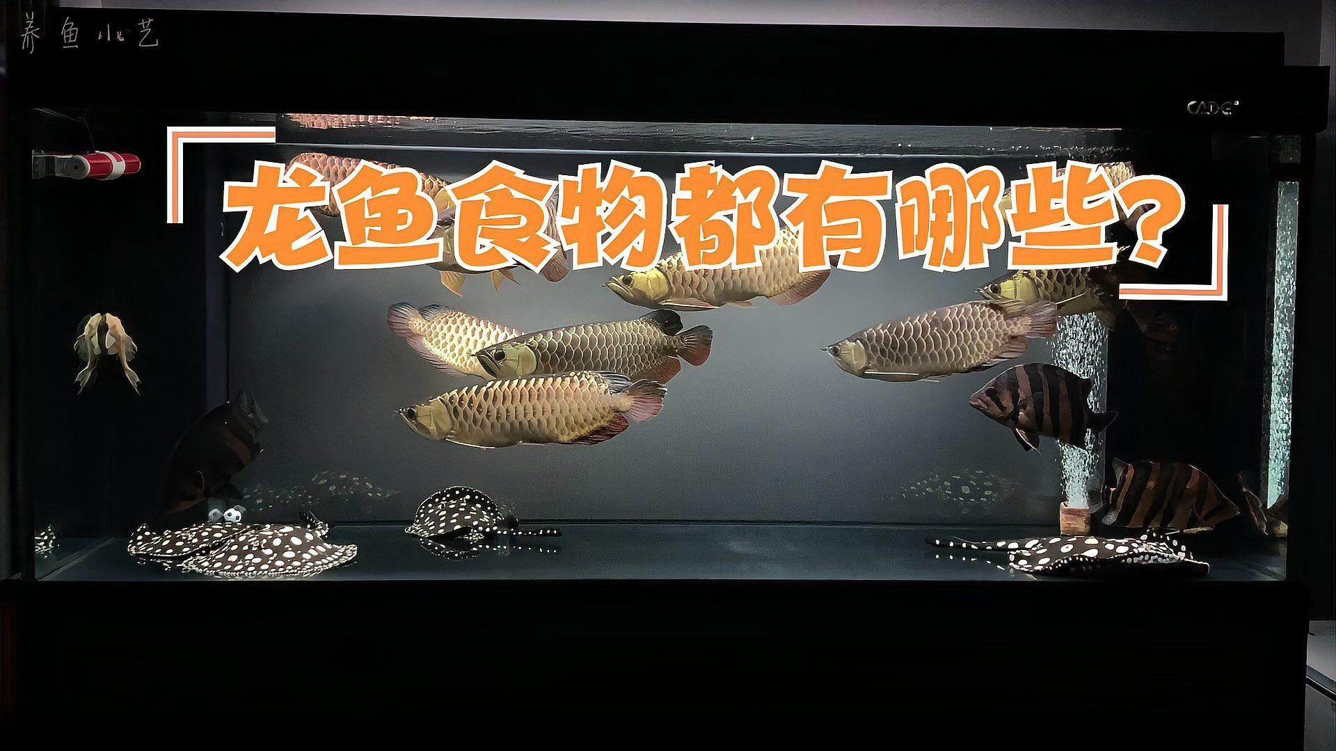 龍魚配菜有哪些禁忌（飼養龍魚的注意事項）
